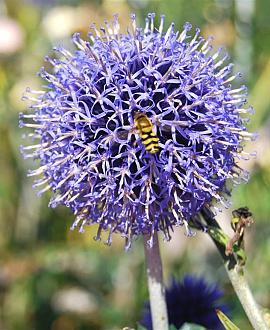 Echinops bannaticus 'Blue Globe' Pot 9 cm