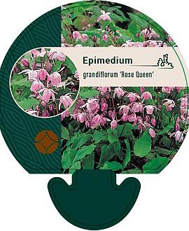 Epimedium gr. 'Rose Queen' Pot 9 cm
