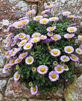 Erigeron gl. 'Sea Breeze' Pot 9 cm