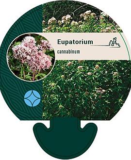 Eupatorium cannabinum Pot 9 cm