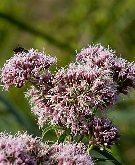 Eupatorium cannabinum Pot 9 cm