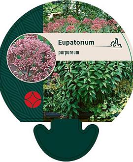 Eupatorium purpureum Pot 9 cm