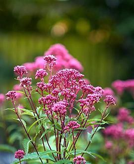 Eupatorium purpureum Pot 9 cm