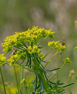 Euphorbia cyparissias Pot 9 cm