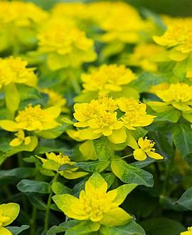 Euphorbia epithymoides Pot 9 cm