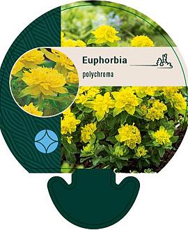 Euphorbia epithymoides Pot 9 cm