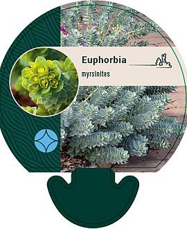 Euphorbia myrsinites Pot 9 cm