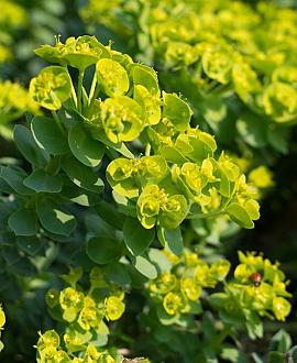Euphorbia myrsinites Pot 9 cm