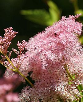 Filipendula r. 'Venusta' Pot 9 cm
