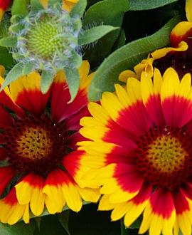 Gaillardia 'Bremen' Pot 9 cm