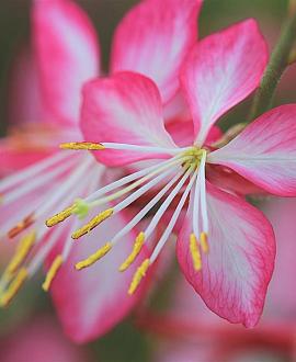 Gaura lindh. Rosy Jane Pot 9 cm