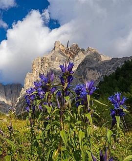 Gentiana acaulis Pot 9 cm