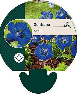 Gentiana acaulis Pot 9 cm