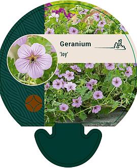 Geranium 'Joy' Pot 9 cm