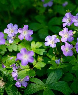 Geranium 'Spinners' Pot 9 cm