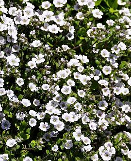 Gypsophila cerastioides Pot 9 cm