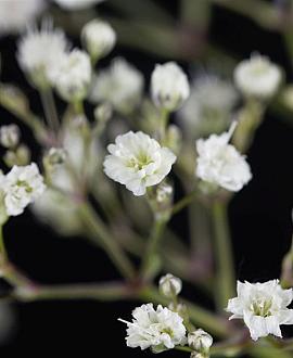 Gypsophila paniculata Pot 9 cm