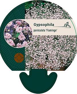 Gypsophila pan. 'Flamingo' Pot 9 cm