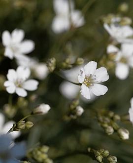 Gypsophila repens Pot 9 cm