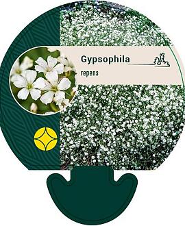 Gypsophila repens Pot 9 cm