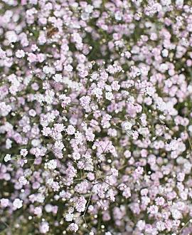 Gypsophila 'Rosenschleier' Pot 9 cm