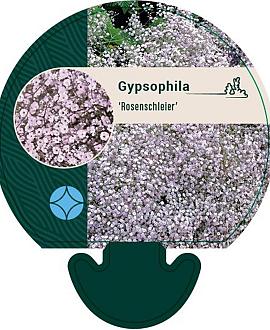 Gypsophila 'Rosenschleier' Pot 9 cm