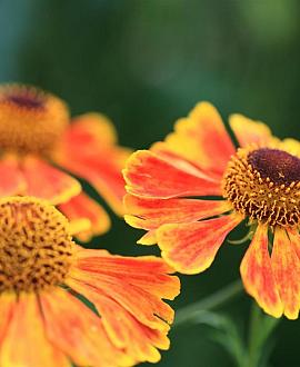 Helenium 'Sahin's Early Flowerer' Pot 9 cm