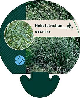 Helictotrichon sempervirens Pot 9 cm