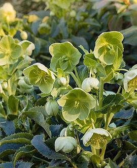 Helleborus argutifolius Pot 9 cm
