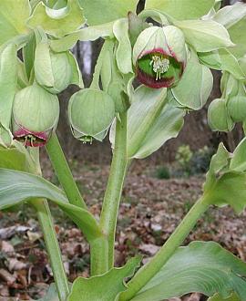 Helleborus f. 'Wester Flisk' Pot 9 cm