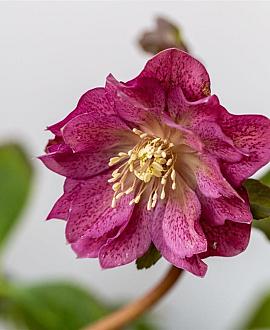 Helleborus or. 'Double Ellen Red' Pot 9 cm
