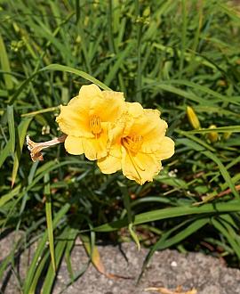 Hemerocallis 'Big Time Happy' Pot 9 cm