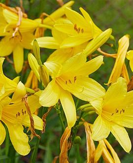 Hemerocallis lilioasphodelus Pot 9 cm