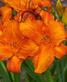 Hemerocallis 'Mauna Loa' Pot 9 cm