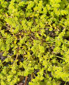 Herniaria glabra Pot 9 cm