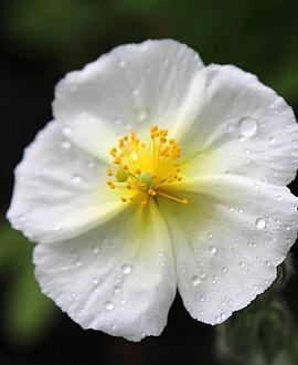 Helianthemum 'The Bride' Pot 9 cm