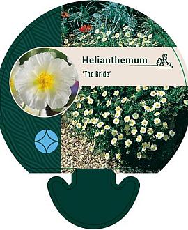 Helianthemum 'The Bride' Pot 9 cm