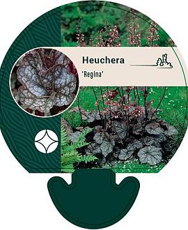 Heuchera 'Regina' Pot 9 cm