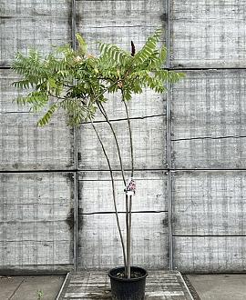 Rhus typhina Pot 30 Liter 150 - 175 cm