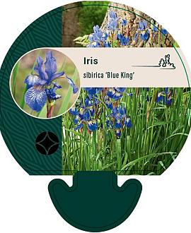 Iris sib. 'Blue King' Pot 9 cm