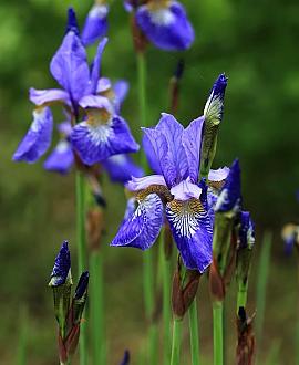 Iris sib. 'Blue King' Pot 9 cm