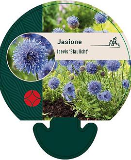 Jasione laevis 'Blaulicht' Pot 9 cm