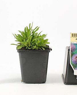 Jasione laevis 'Blaulicht' Pot 9 cm