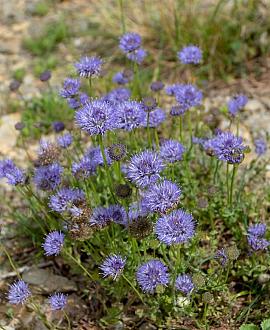 Jasione laevis 'Blaulicht' Pot 9 cm