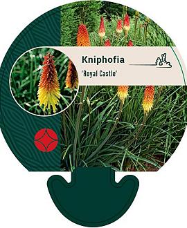 Kniphofia 'Royal Castle' Pot 9 cm