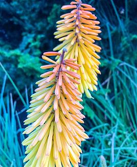 Kniphofia 'Royal Castle' Pot 9 cm