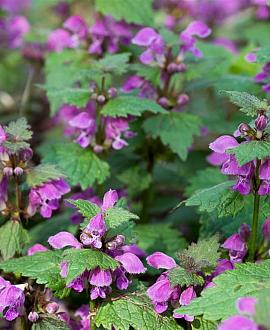 Lamium maculatum Pot 9 cm