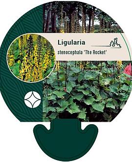 Ligularia stenoc. 'The Rocket' Pot 9 cm