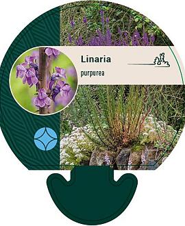 Linaria purpurea Pot 9 cm