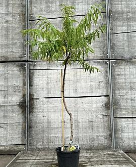 Rhus typhina Tiger Eyes Pot 5 Liter 